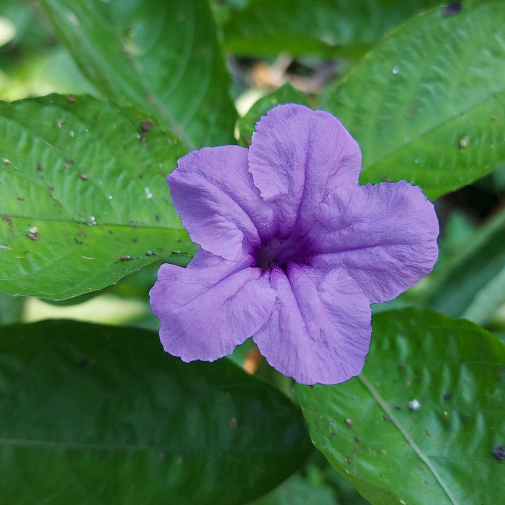 #3 - Desert Ruellia