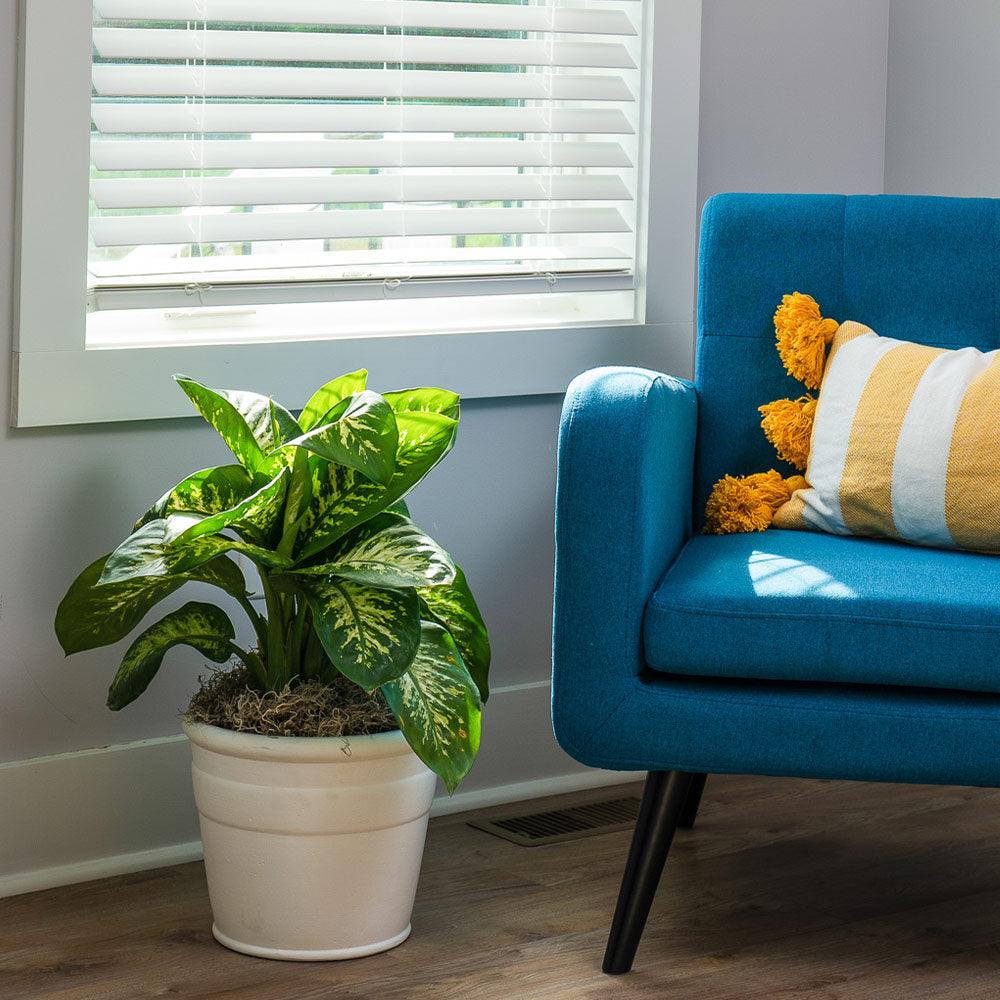 #3 - Tropic Snow Plant