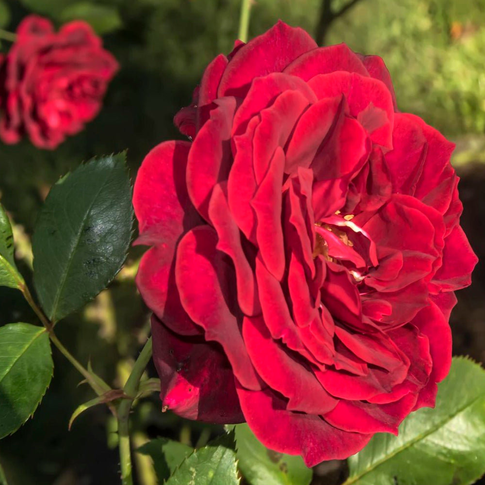A photo of the Don Juan Rose
