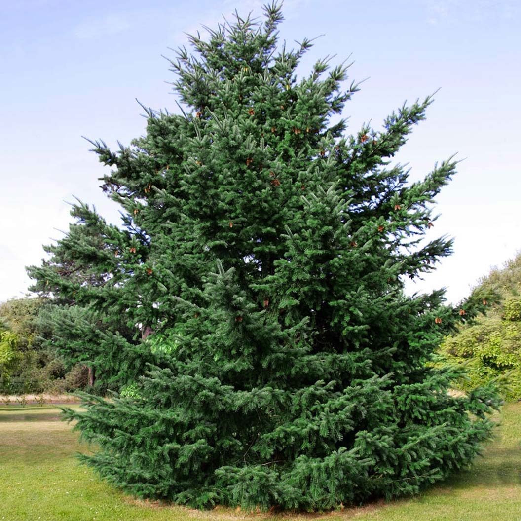 A photo of the Douglas Fir Tree
