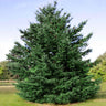 Douglas Fir Tree