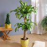 Dracaena Corn Plant