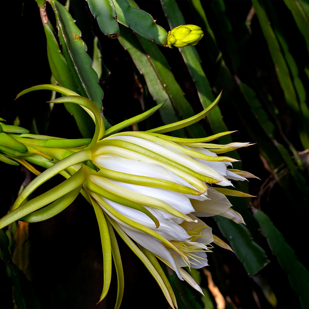 #4 - Dragon Fruit Cactus