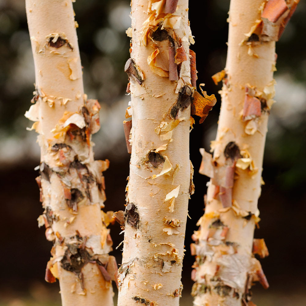 #3 - Dura Heat'® River Birch Tree