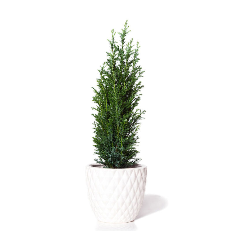 #2 - Dwarf Italian Cypress Tree