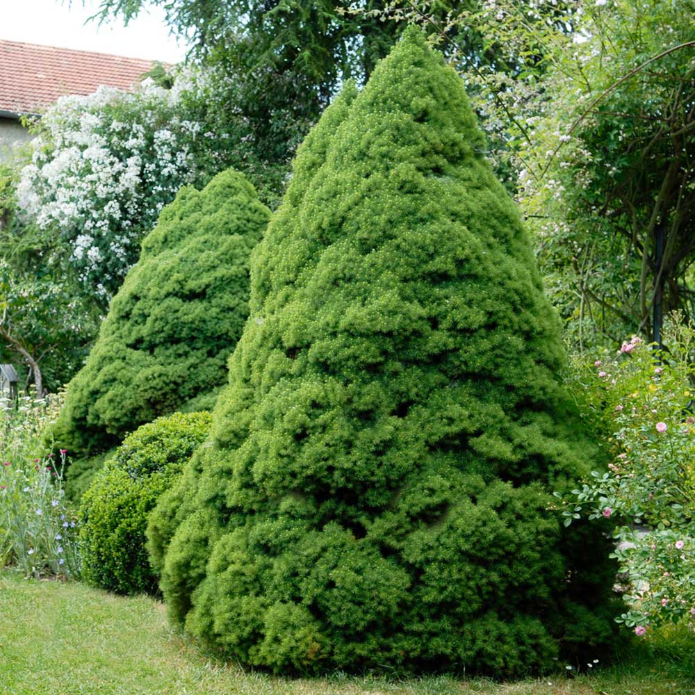 A photo of the Dwarf Alberta Spruce Tree