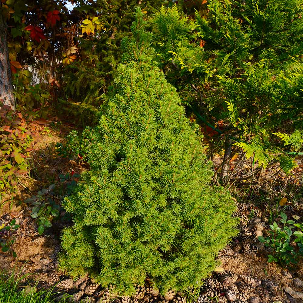 #2 - Dwarf Alberta Spruce Tree