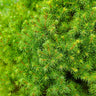 Dwarf Alberta Spruce Tree