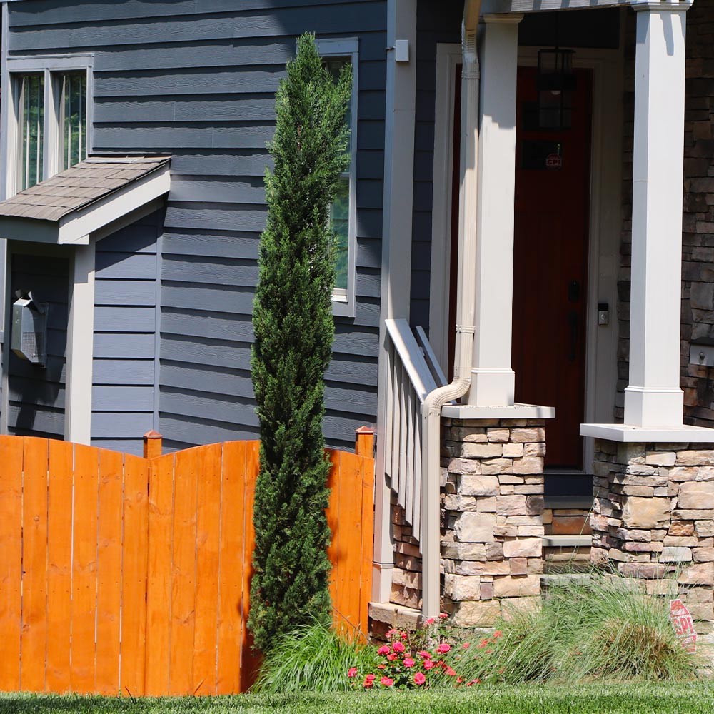 #3 - Dwarf Italian Cypress Tree