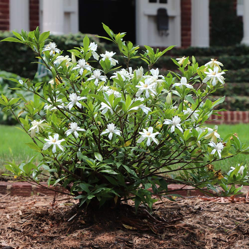 #3 - Dwarf Radicans Gardenia Shrub
