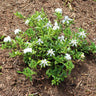 Dwarf Radicans Gardenia Shrub