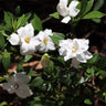Dwarf Radicans Gardenia Shrub