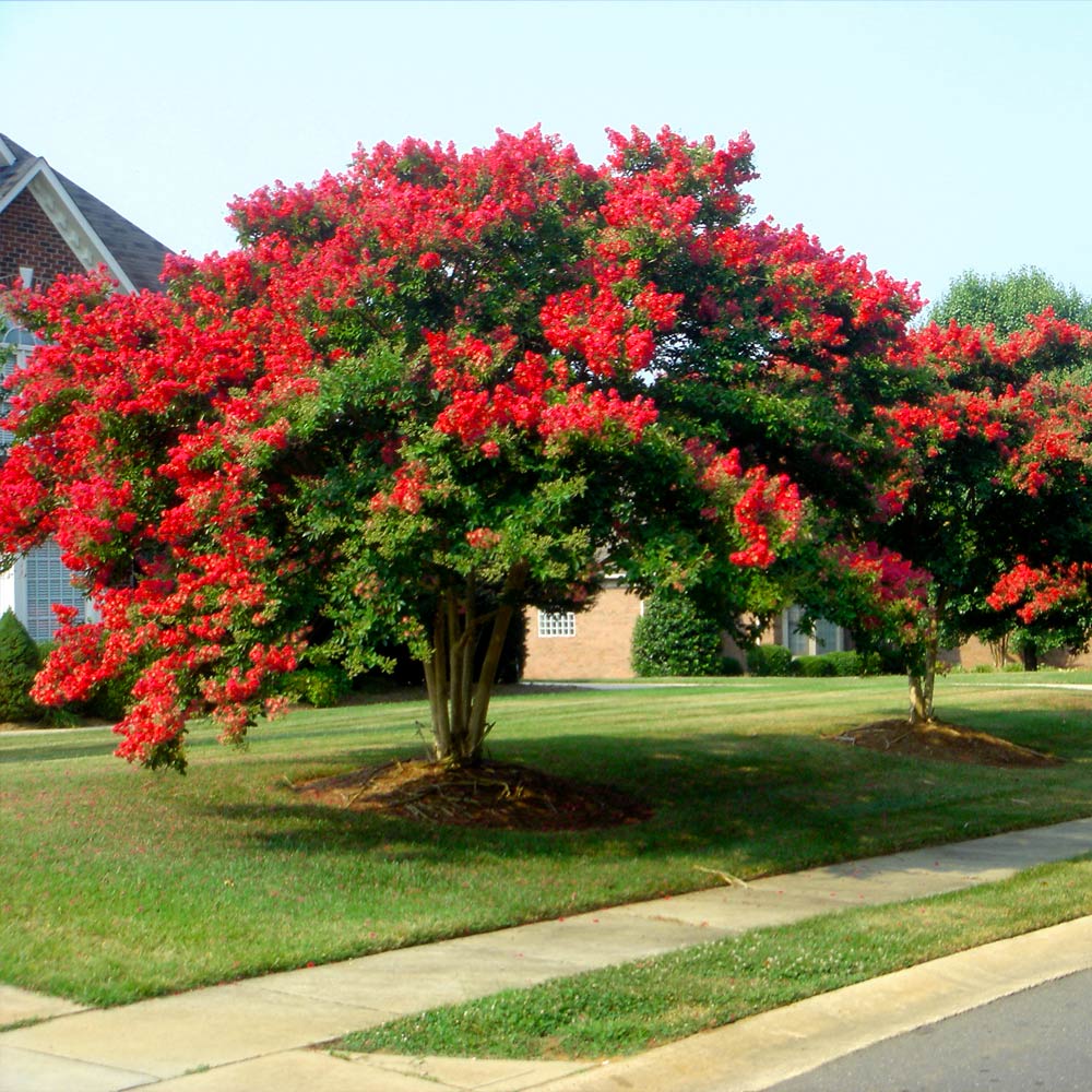 #2 - Dynamite Crape Myrtle Tree
