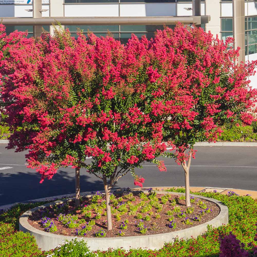 #3 - Dynamite Crape Myrtle Tree