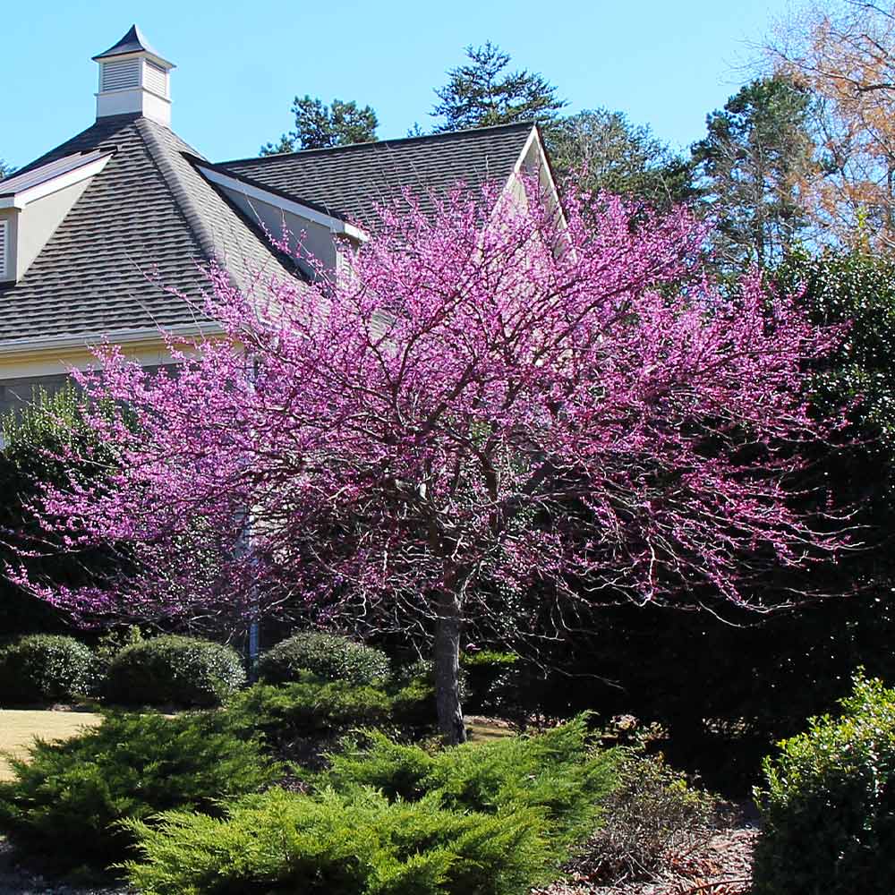 A photo of the Eastern Redbud Tree