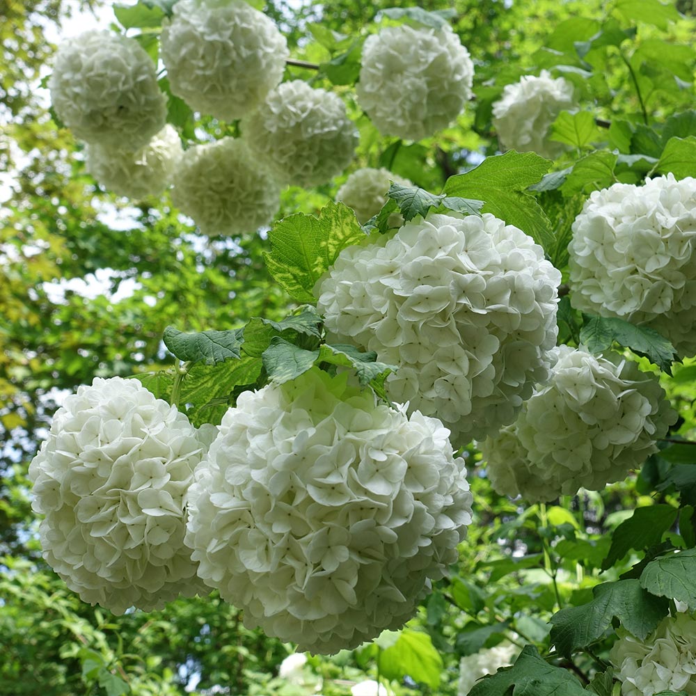 #2 - Eastern Snowball Bush