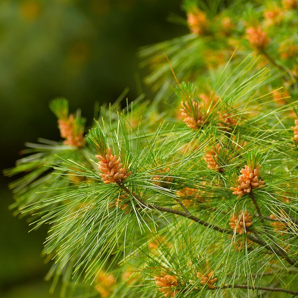 #4 - Eastern White Pine Tree