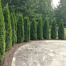 Emerald Green Thuja Tree