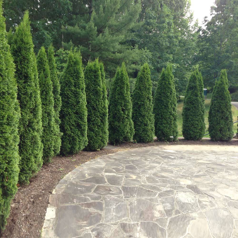 #2 - Emerald Green Thuja Tree