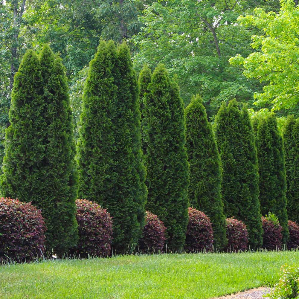 #4 - Emerald Green Thuja Tree