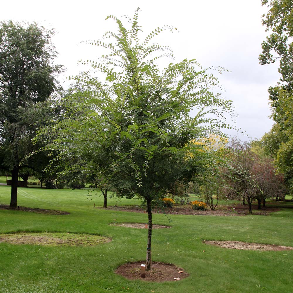 A photo of the Emerald Flair Elm