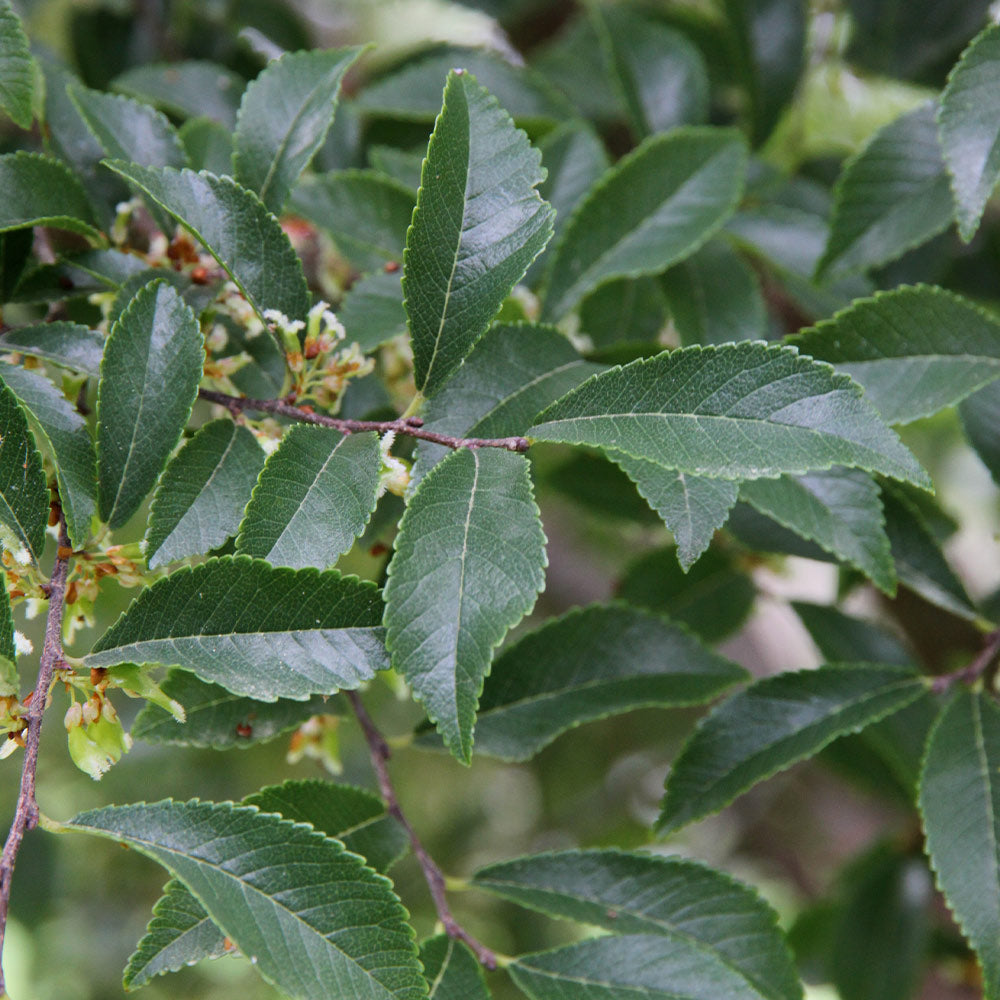 #2 - Emerald Flair Elm