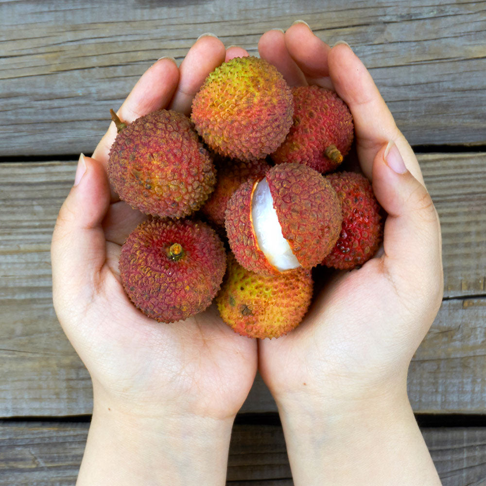 #3 - Emperor Lychee Tree