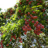 Emperor Lychee Tree