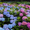 Endless Summer® The Original Reblooming Hydrangea