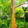 Rainbow Eucalyptus Tree