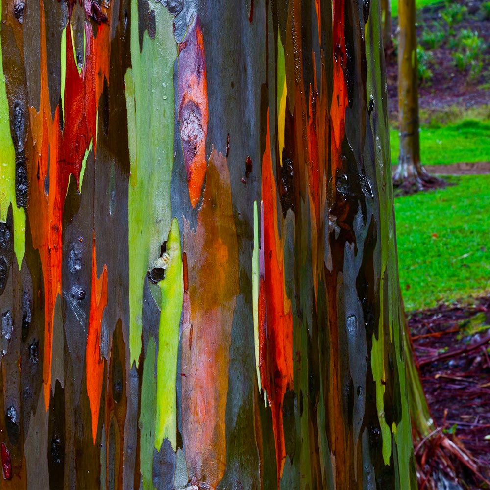 Rainbow Eucalyptus Tree