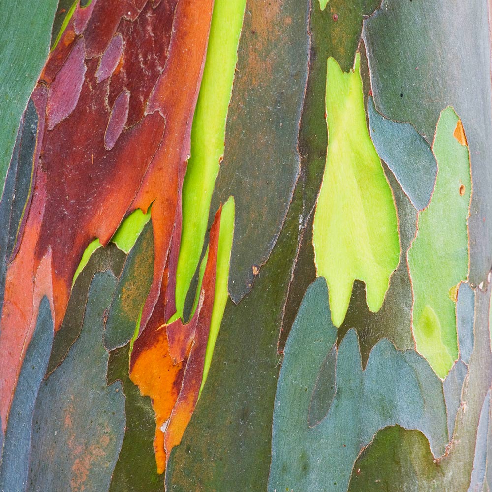 #2 - Rainbow Eucalyptus Tree