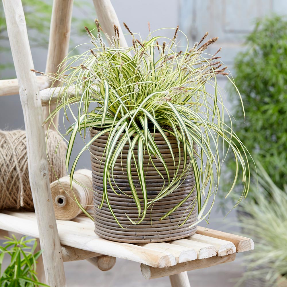 A photo of the Carex Evergold (Japanese Sedge)