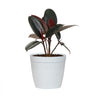 Rubber Tree Plant