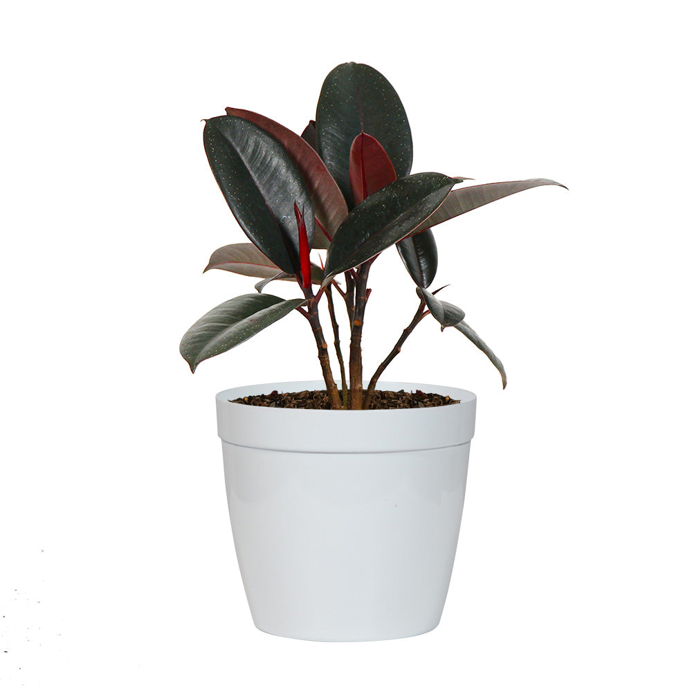 #6 - Rubber Tree Plant