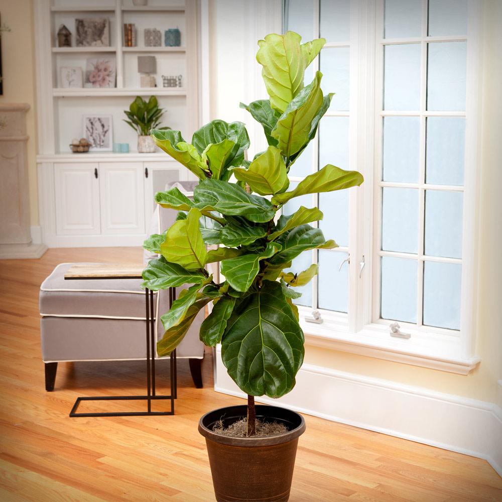 Fiddle-Leaf Fig Tree