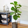 Fiddle-Leaf Fig Tree