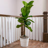 Fiddle-Leaf Fig Tree