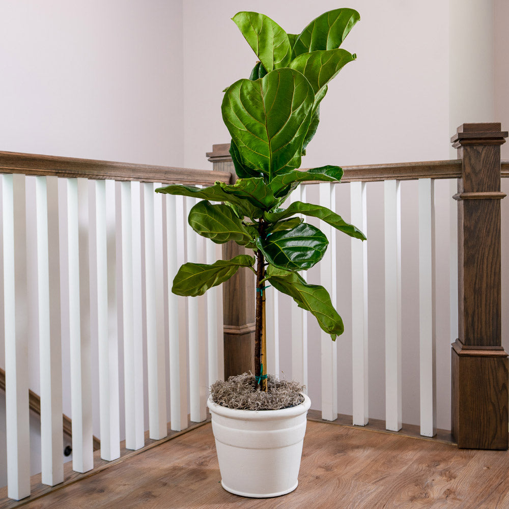 #4 - Fiddle-Leaf Fig Tree