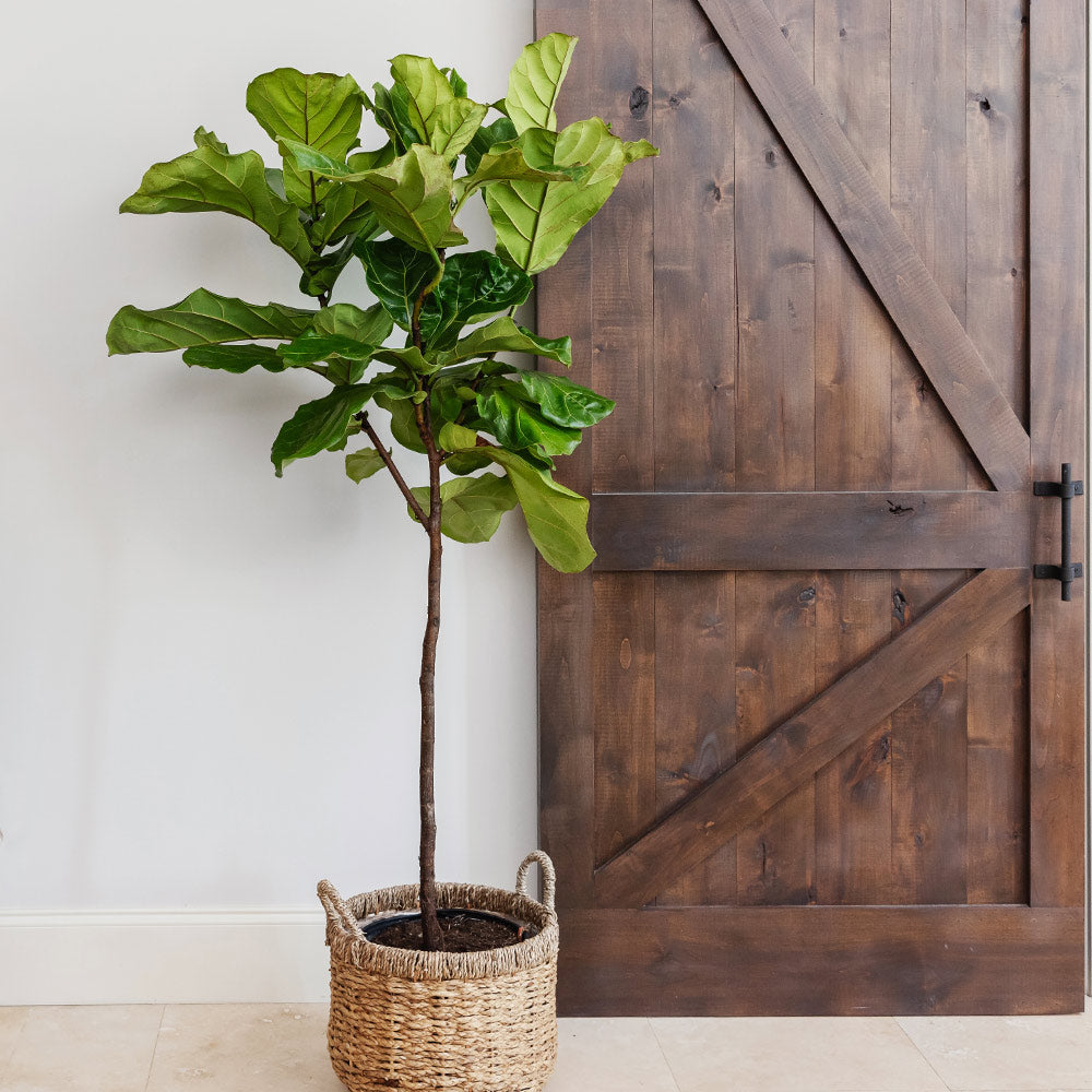 #2 - Fiddle-Leaf Fig Tree