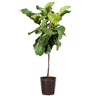 Fiddle-Leaf Fig Tree