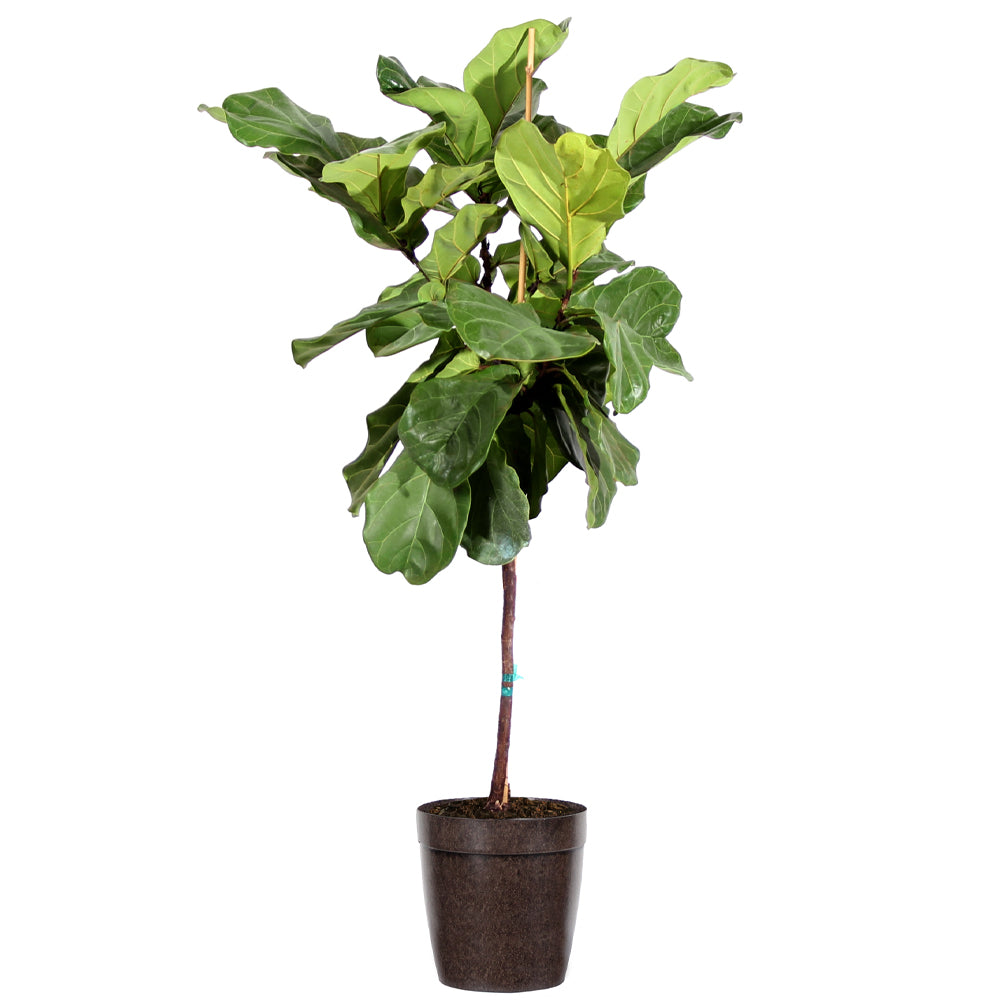 #5 - Fiddle-Leaf Fig Tree