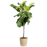 Fiddle-Leaf Fig Tree