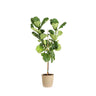 Fiddle-Leaf Fig Tree