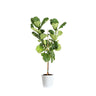 Fiddle-Leaf Fig Tree