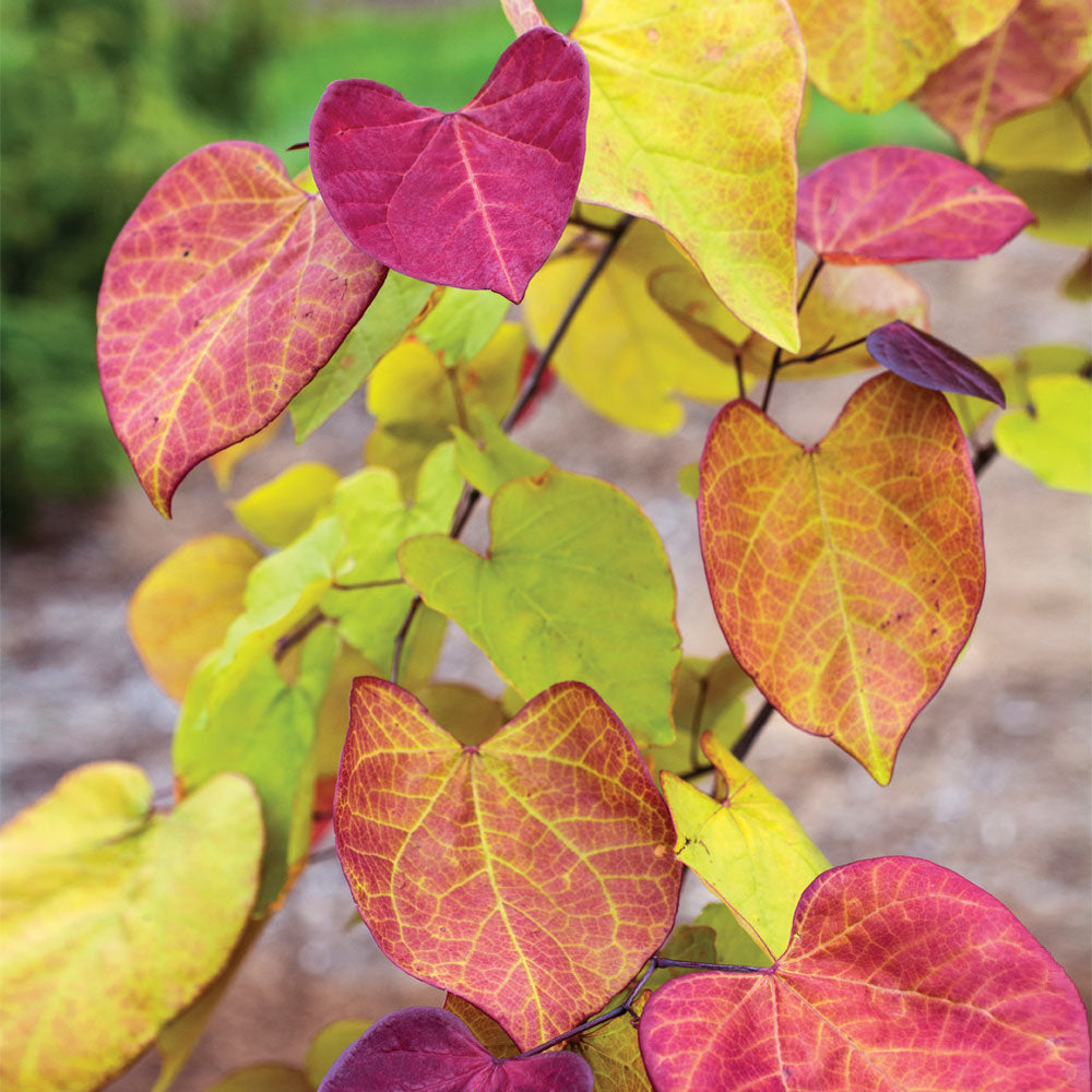 #5 - Flame Thrower® Redbud Tree