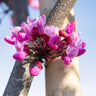 Flame Thrower® Redbud Tree