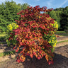 Flame Thrower® Redbud Tree