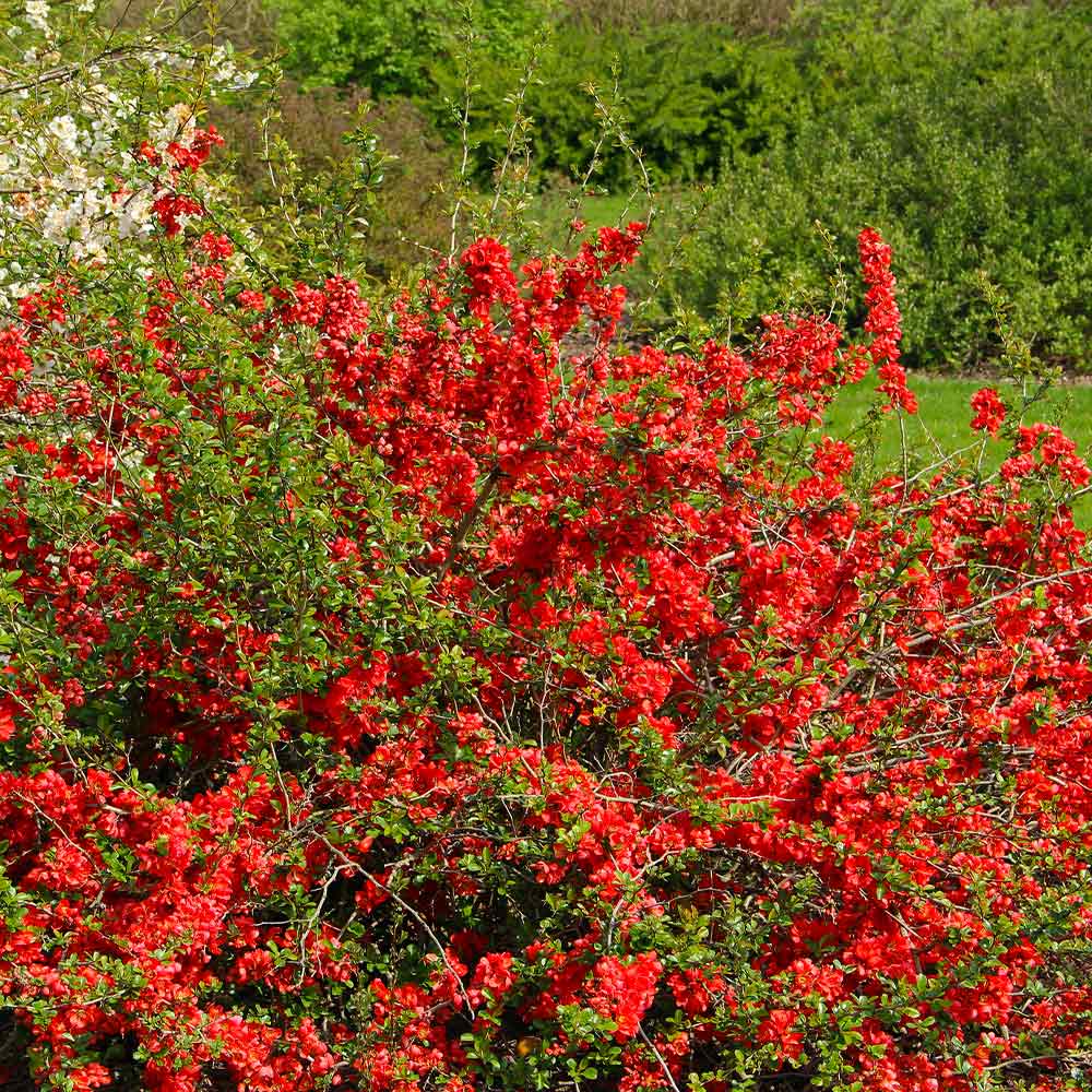 #2 - Red Flowering Quince Tree