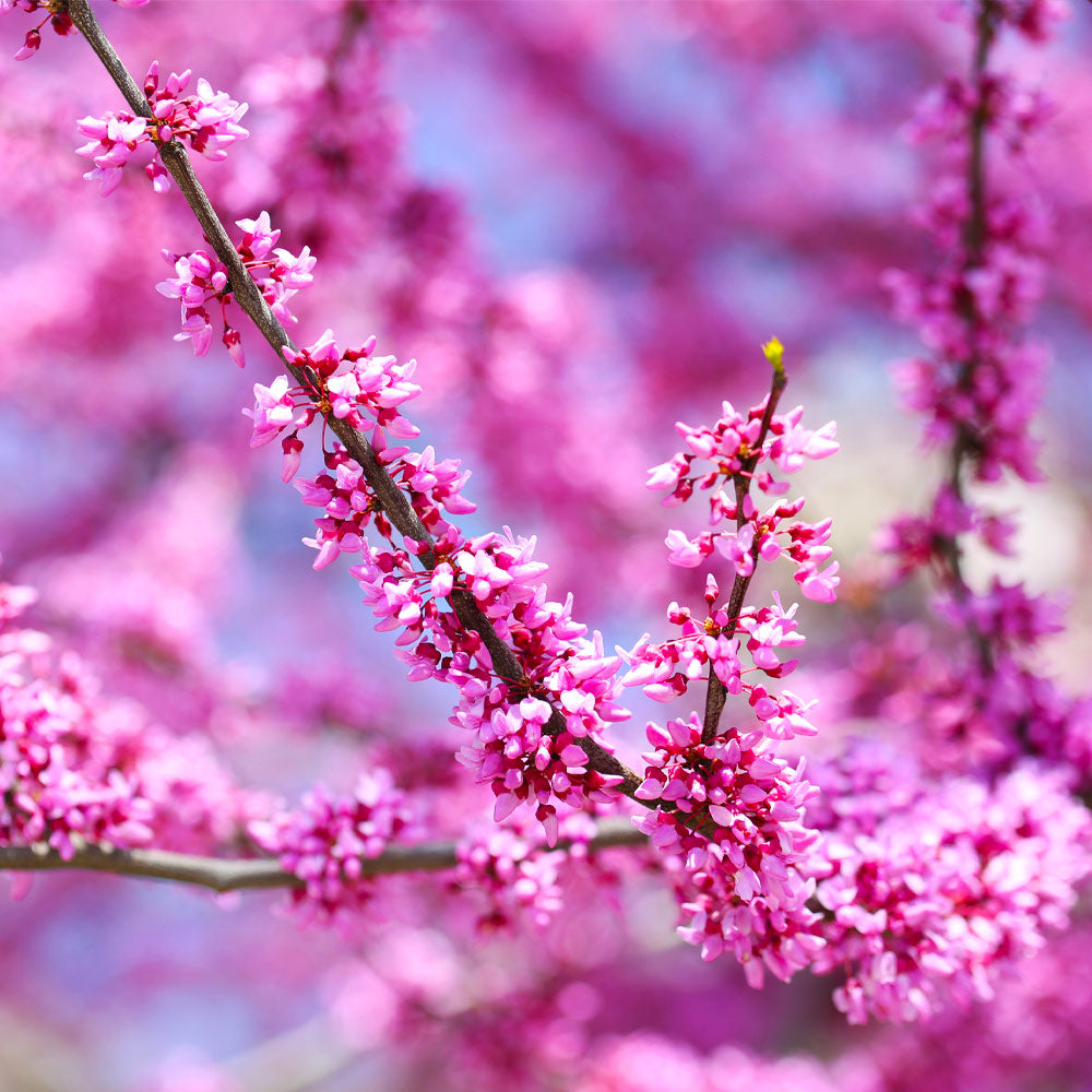 #4 - Forest Pansy Redbud Tree